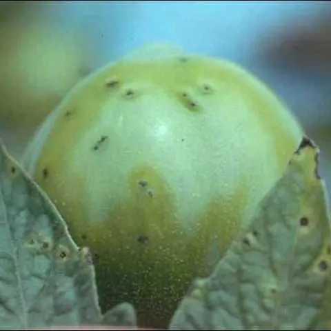 thumbnail for publication: Bacterial Speck of Tomato